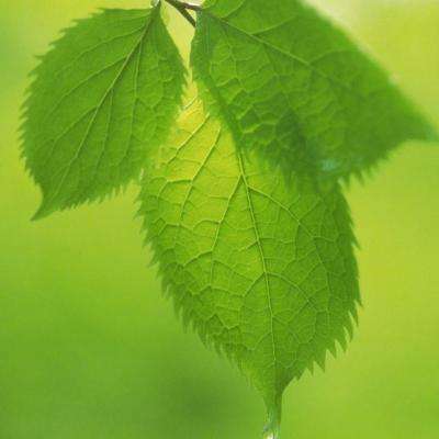 玩球直播下载ios截图